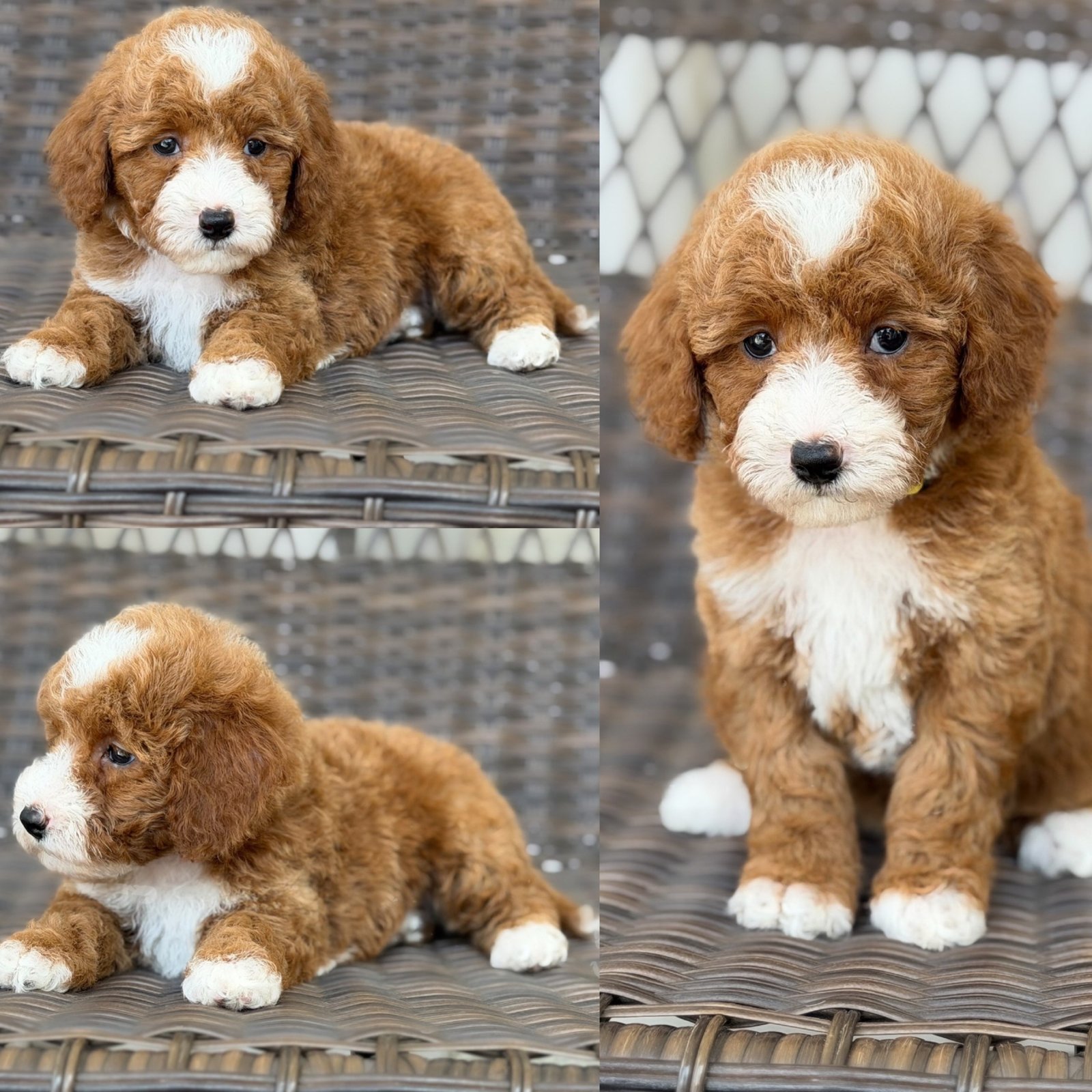 Sundea, a Mini Poodle puppy
