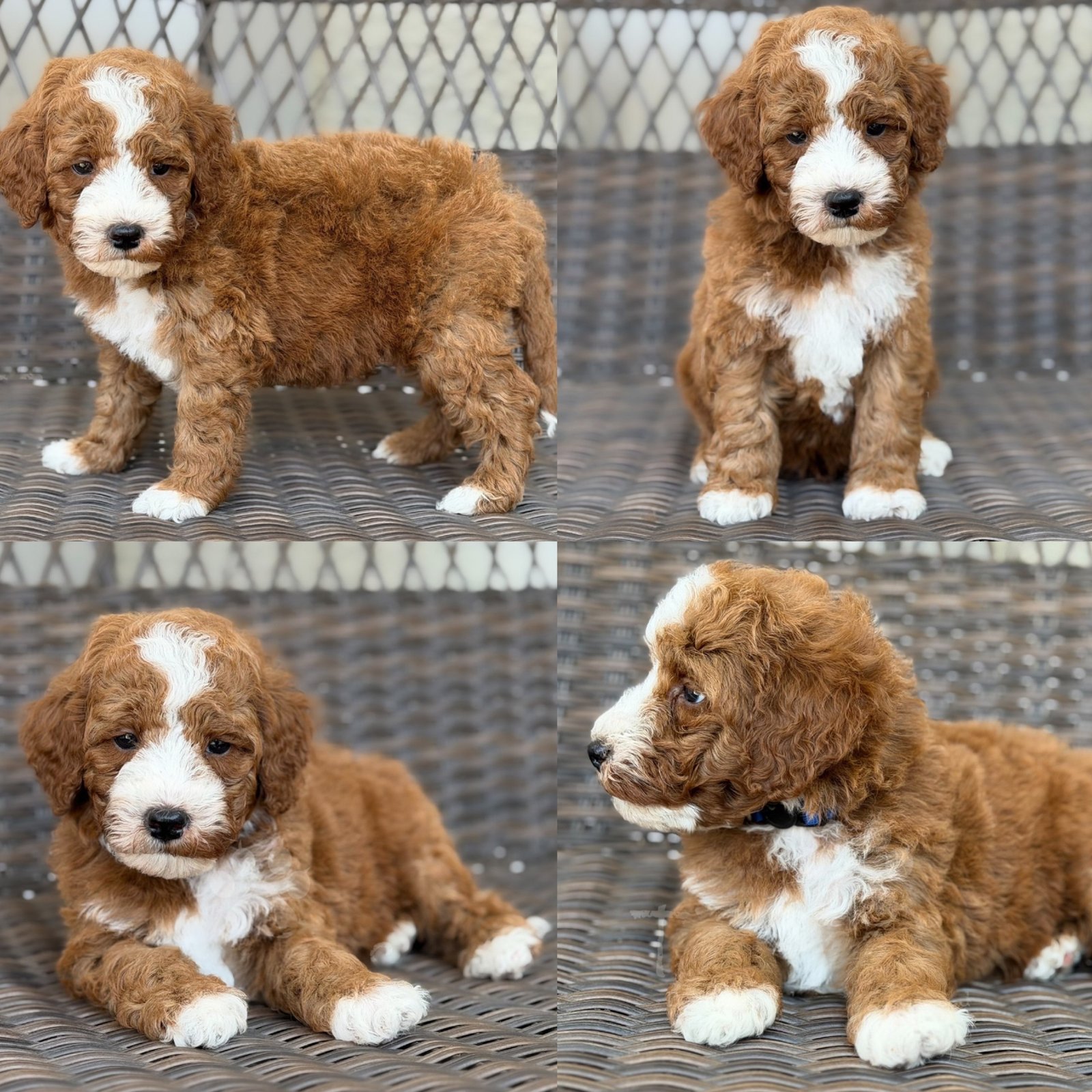 Jam, a Mini Poodle puppy