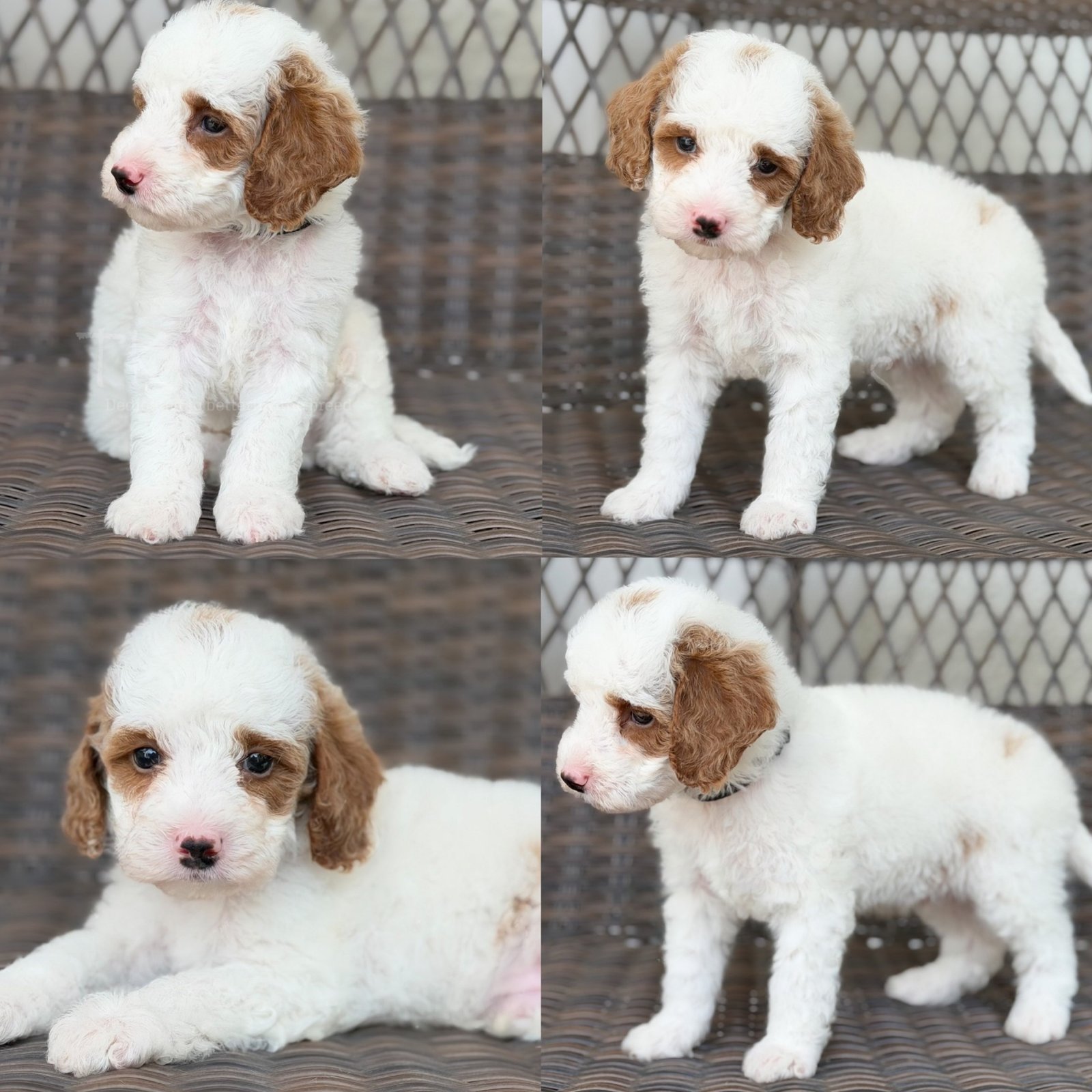 Jack, a Mini Poodle puppy