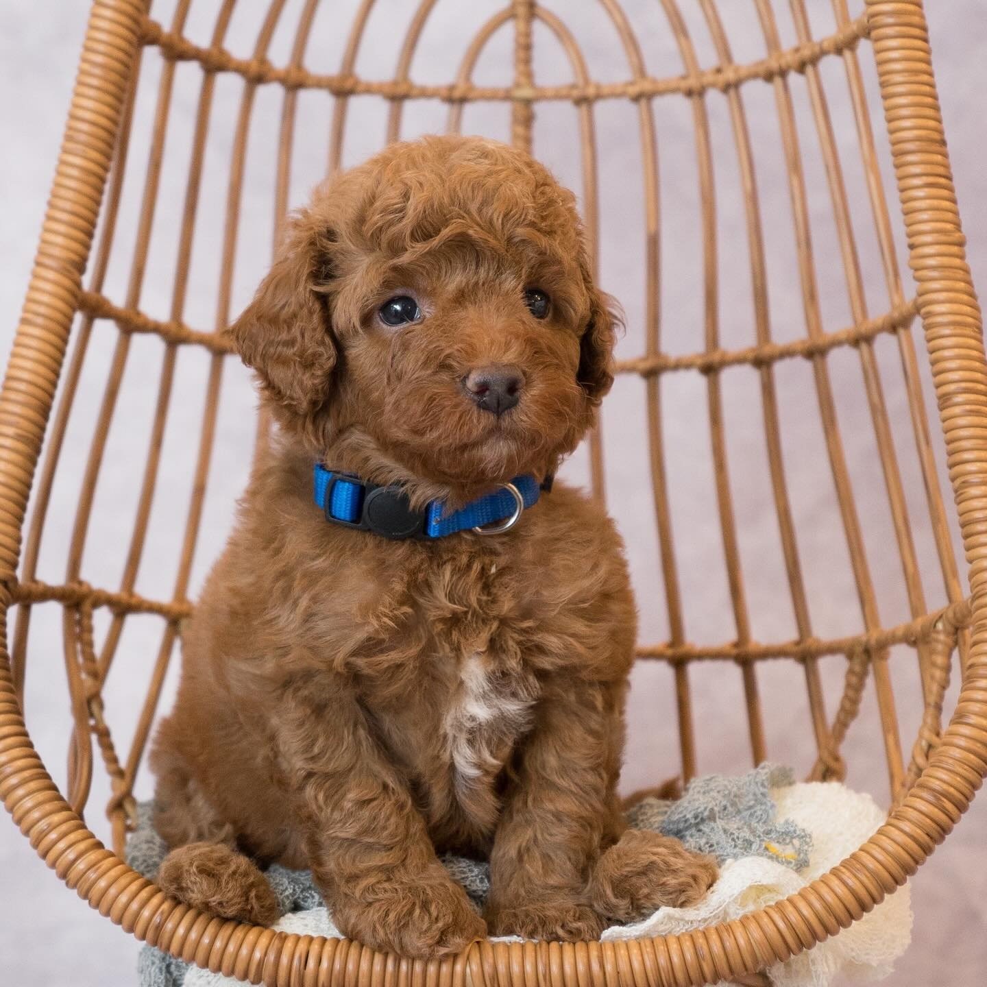 Olive, a Mini Poodle puppy