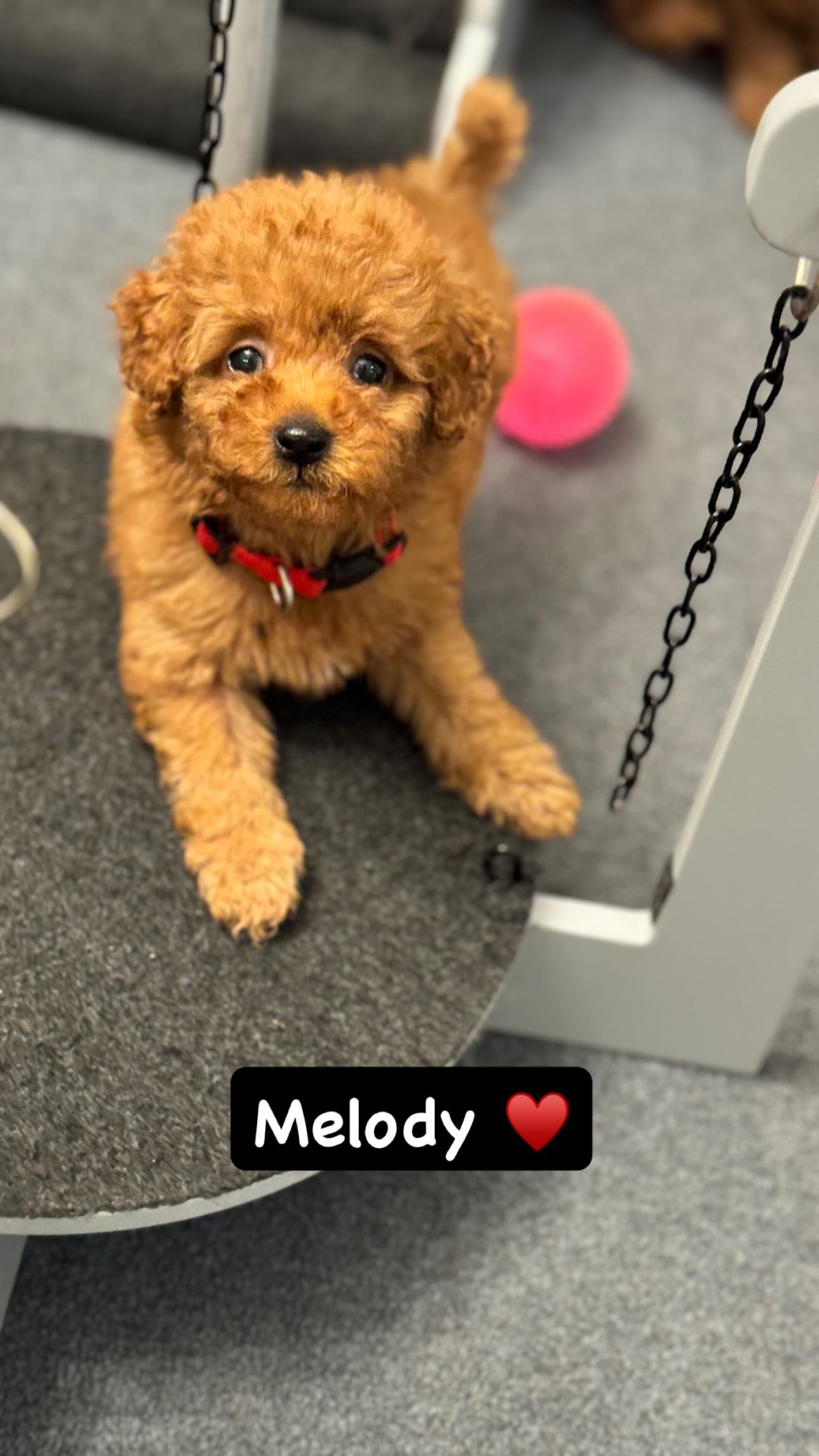 Melody, a Mini Poodle puppy