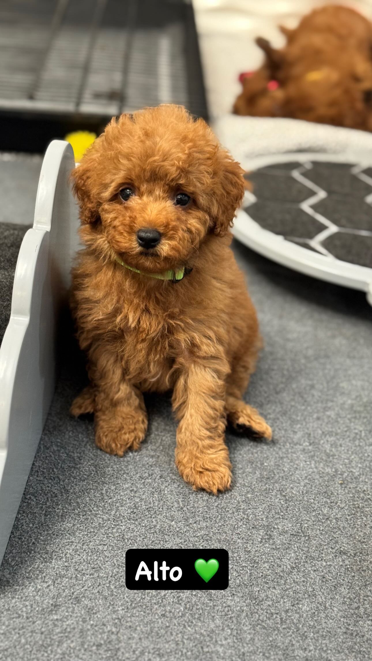 Alto, a Mini Poodle puppy