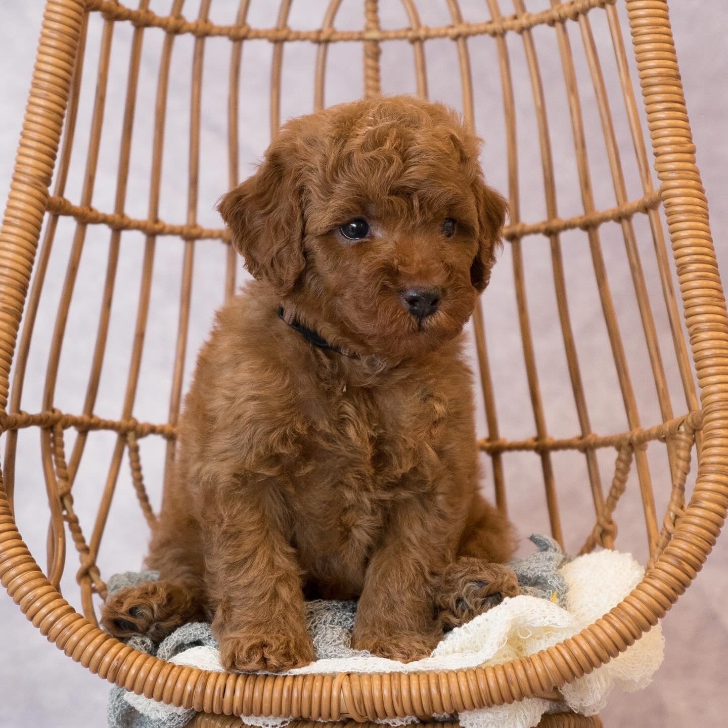 Jac, a Mini Poodle puppy