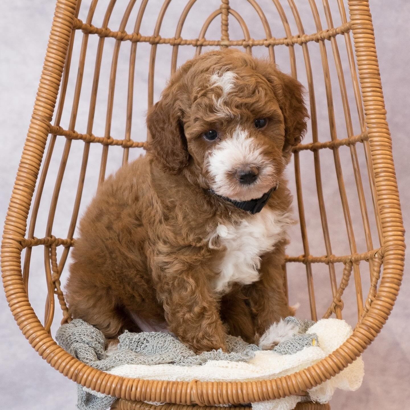 Date, a Mini Poodle puppy