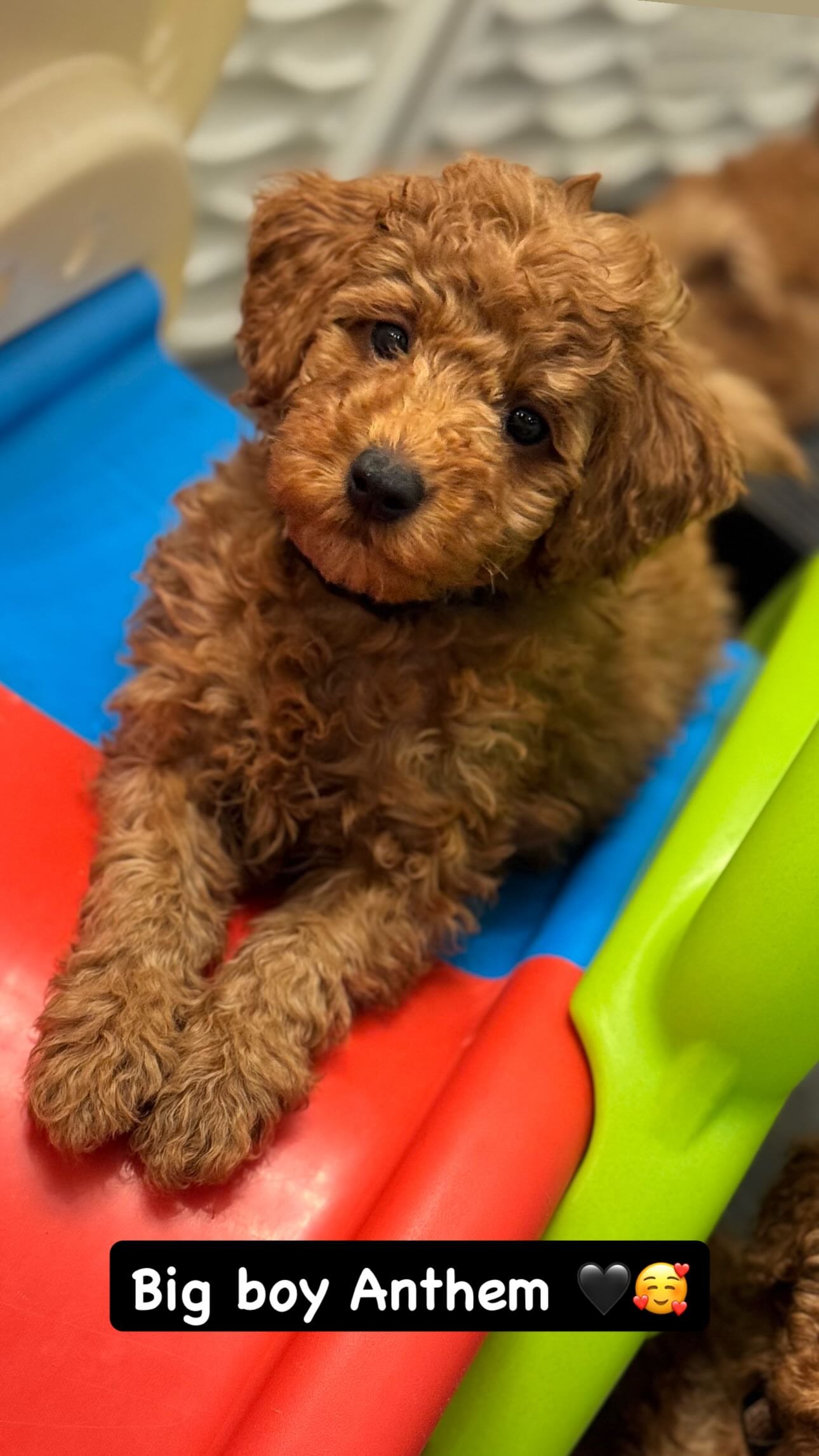 Anthem, a Mini Poodle puppy