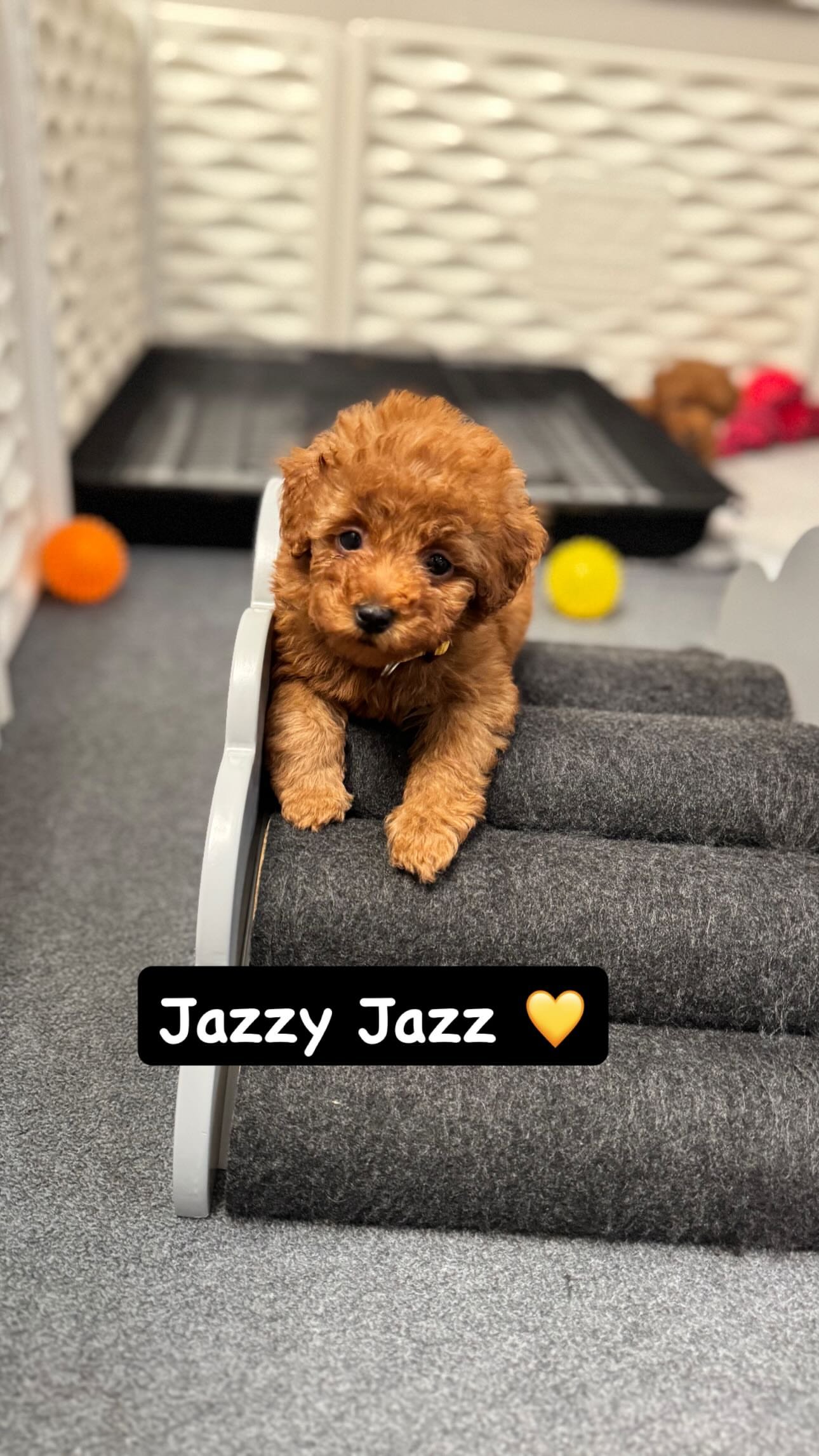 Jazz, a Mini Poodle puppy