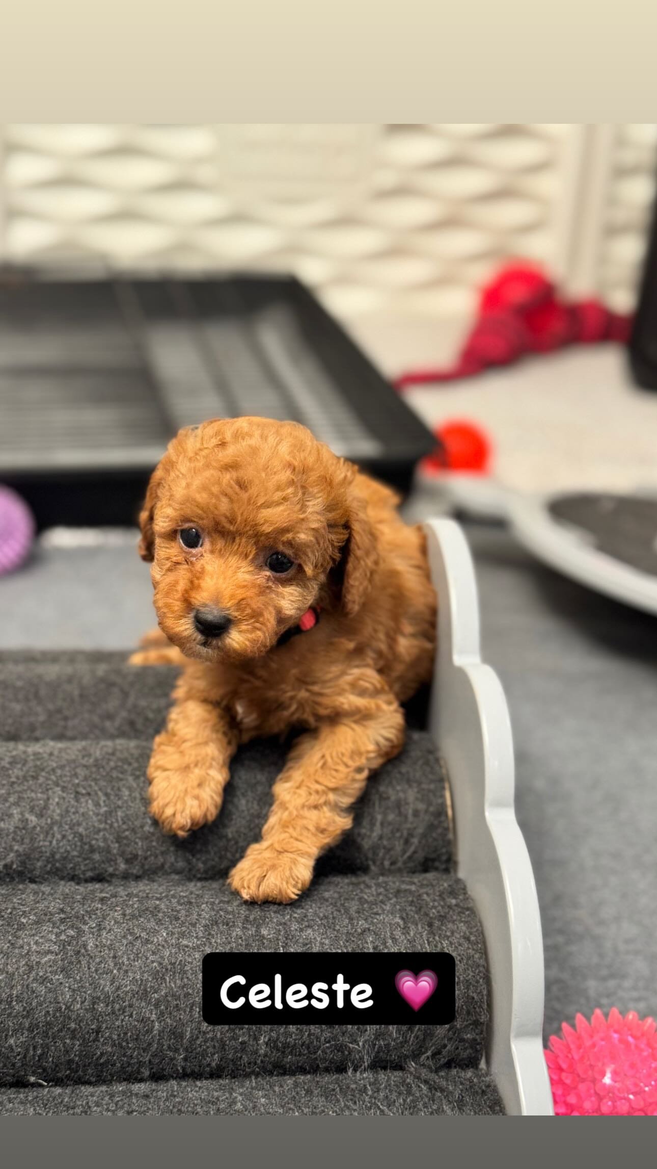 Celeste, a Mini Poodle puppy