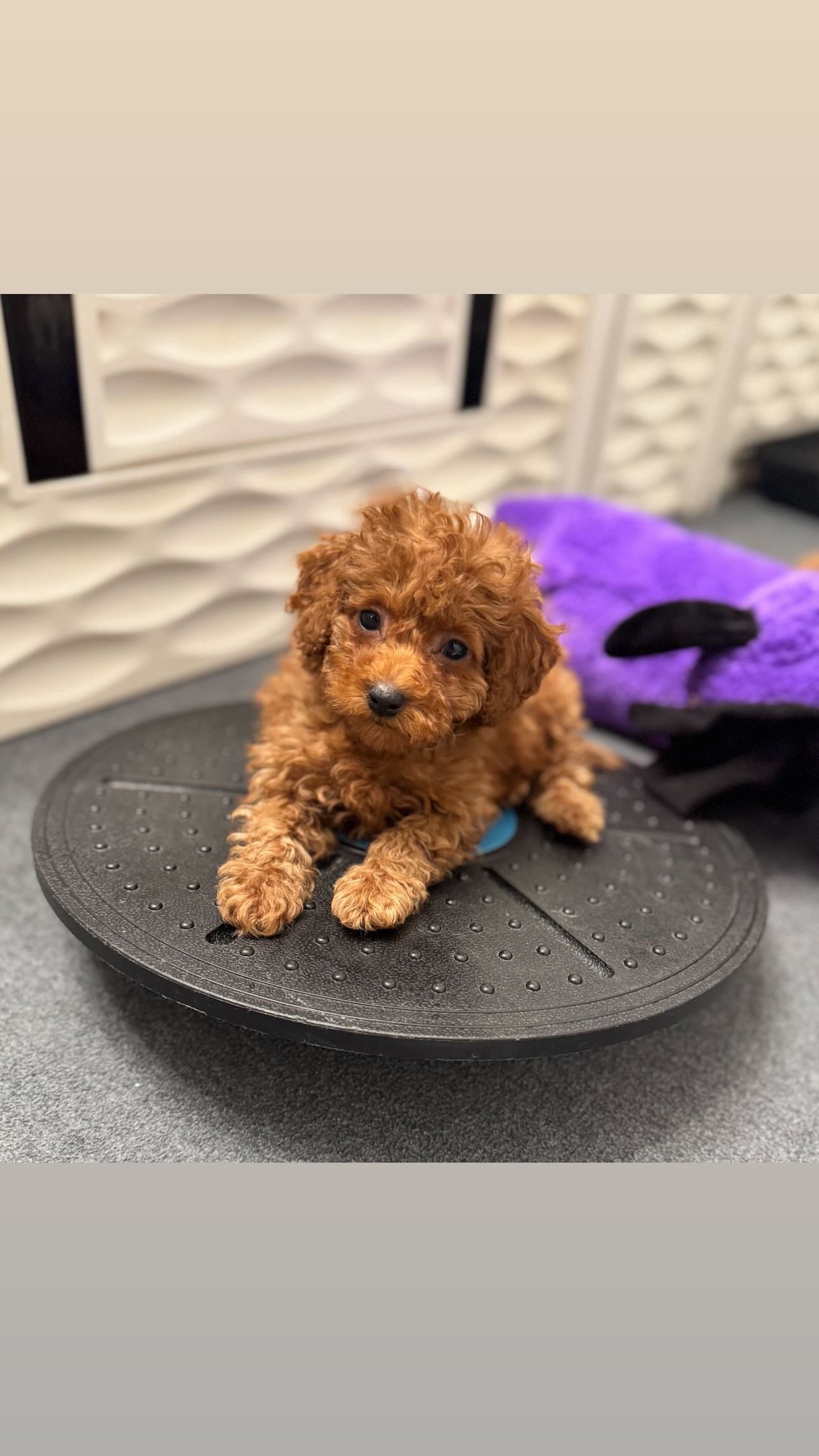 Stawberry, a Mini Poodle puppy