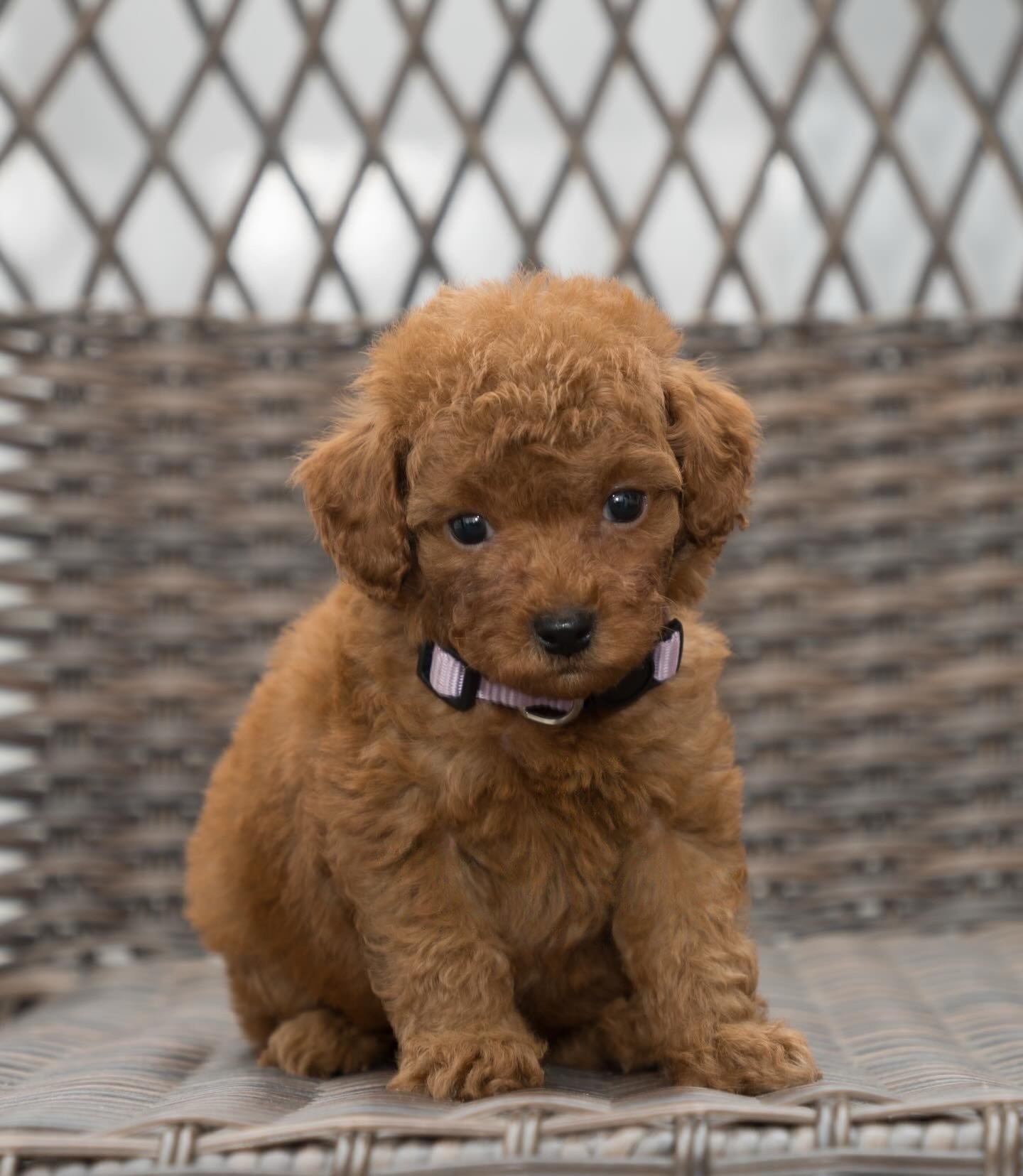 Matcha, a Toy Poodle puppy