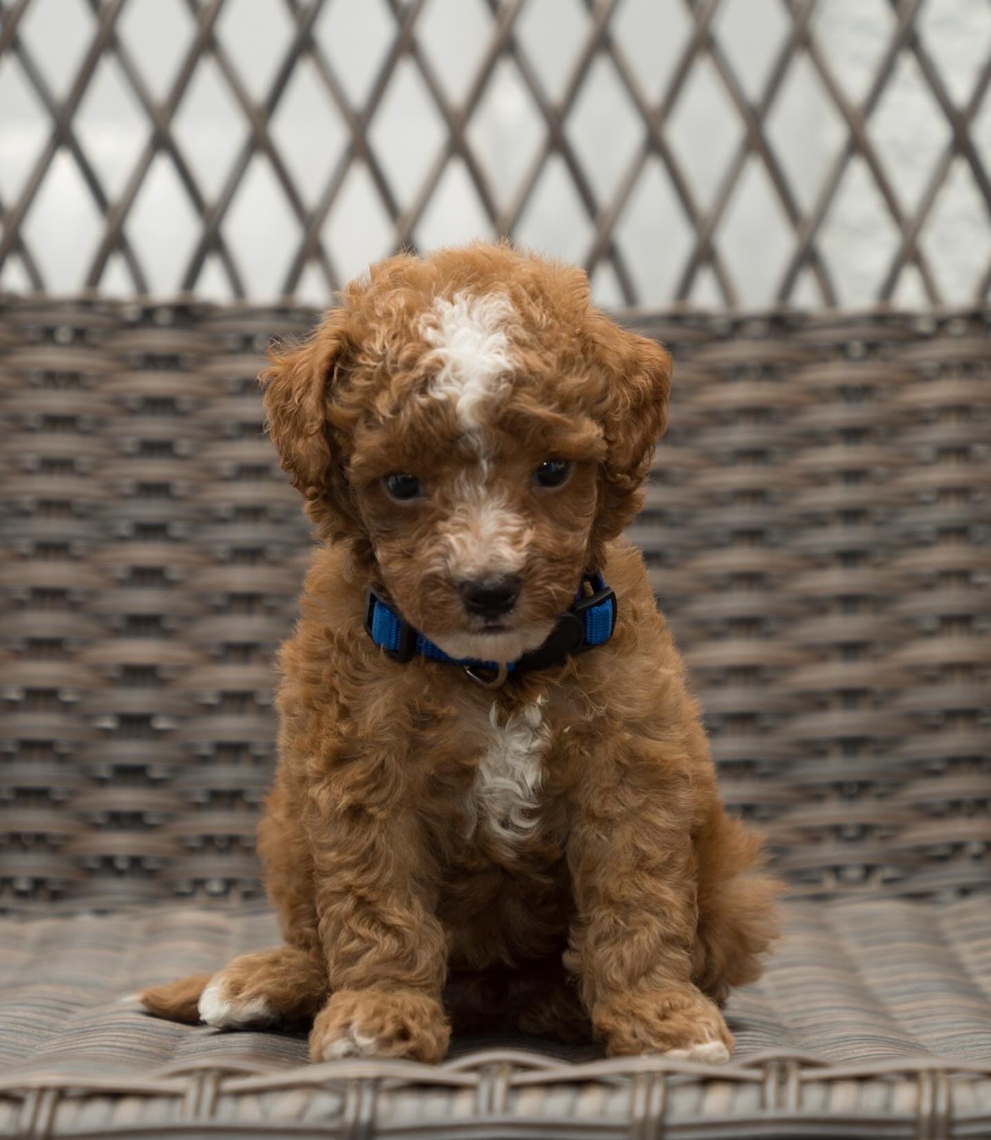 Hibiscus, a Toy Poodle puppy
