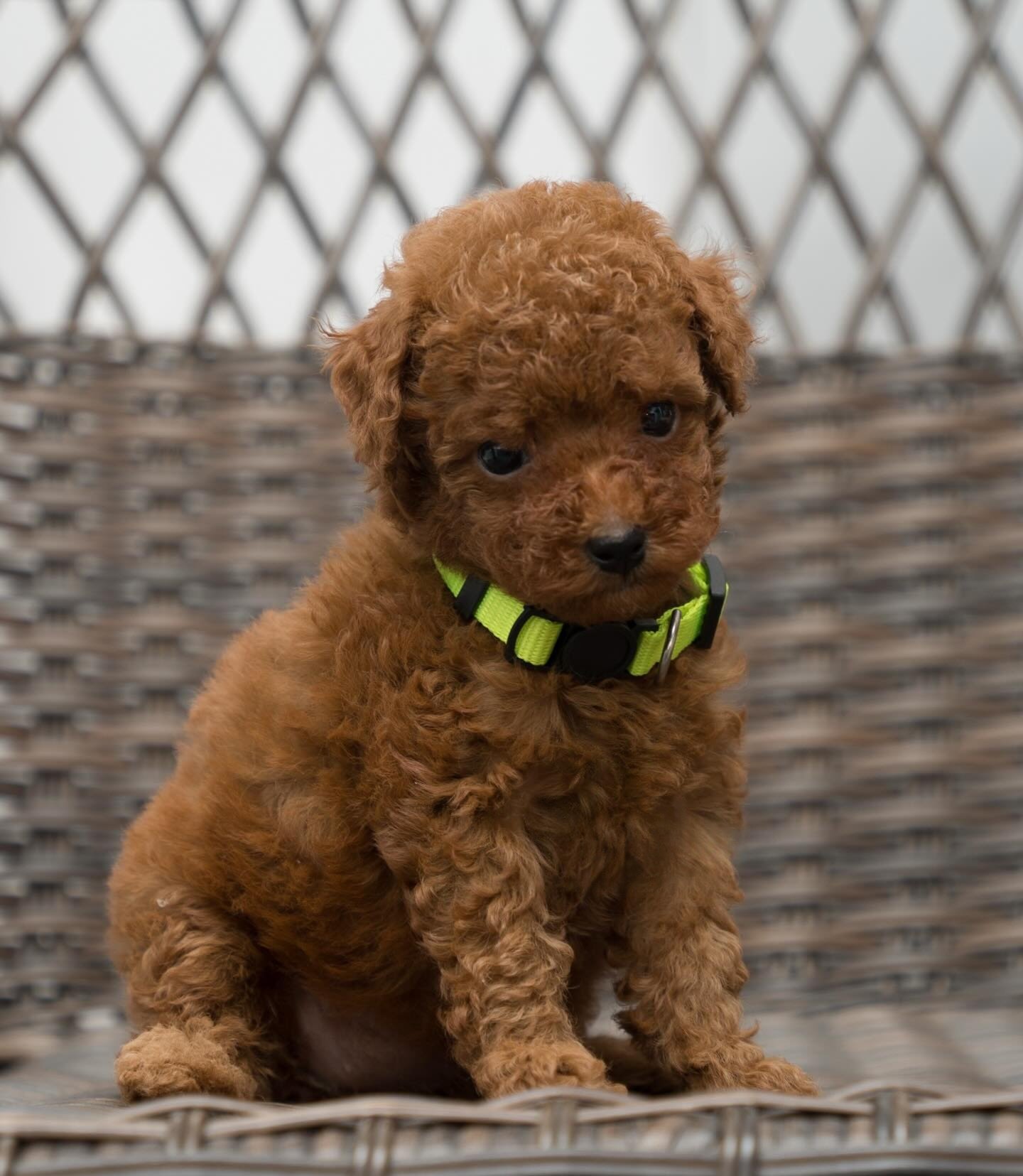 Boba, a Toy Poodle puppy