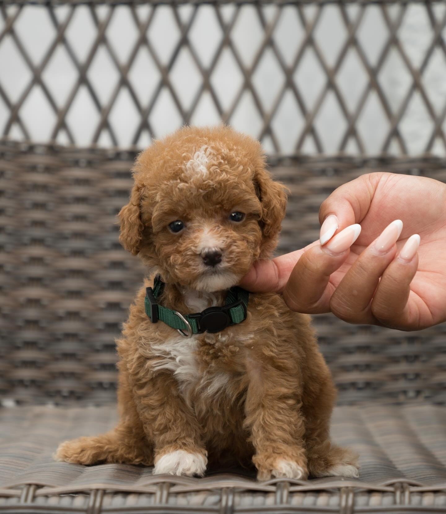 River, a Toy Poodle puppy