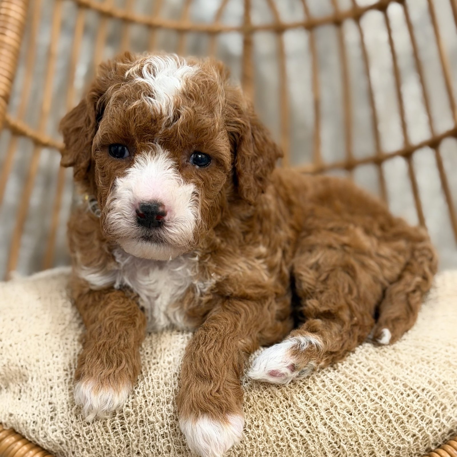 Puppy 004, a Mini Poodle puppy