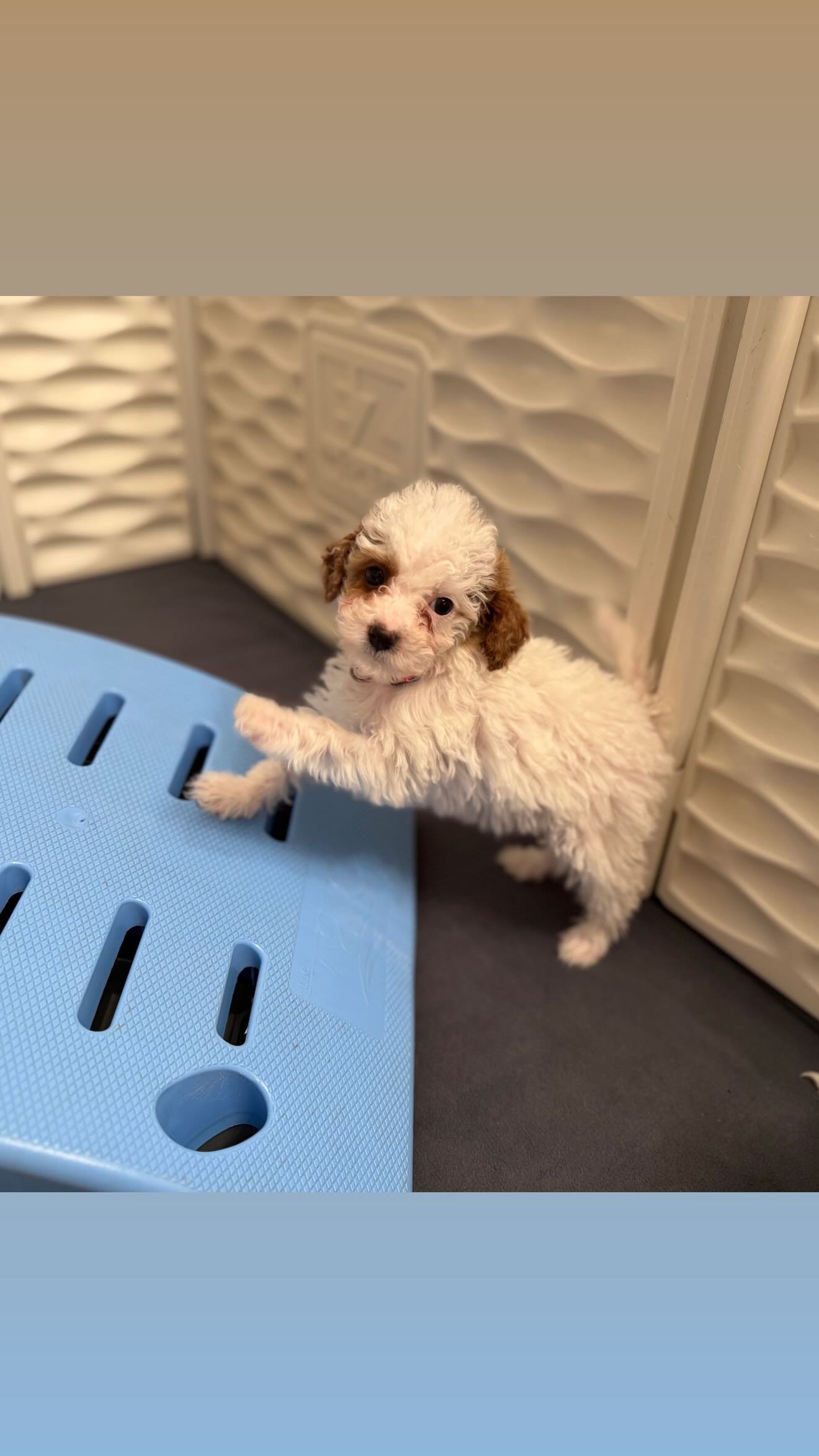 Puppy 005, a Mini Poodle puppy