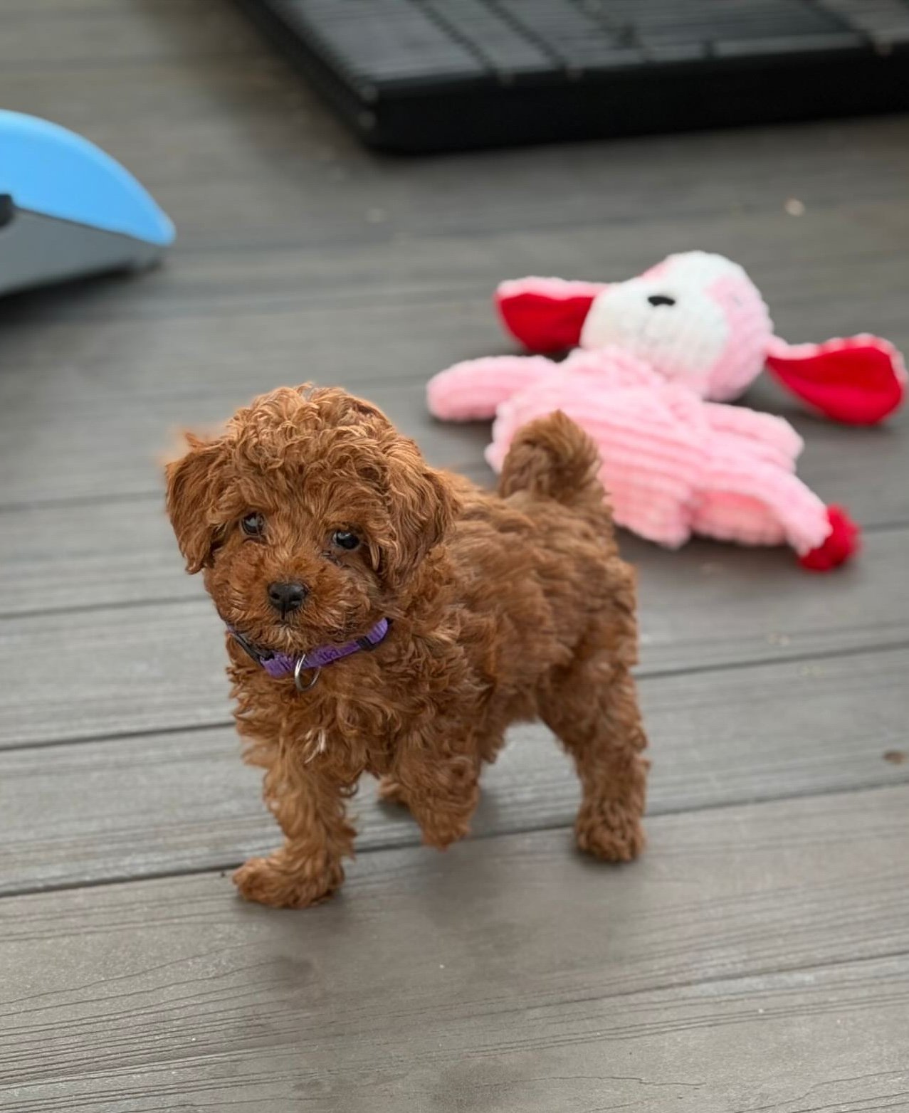 Puppy 006, a Toy Poodle puppy