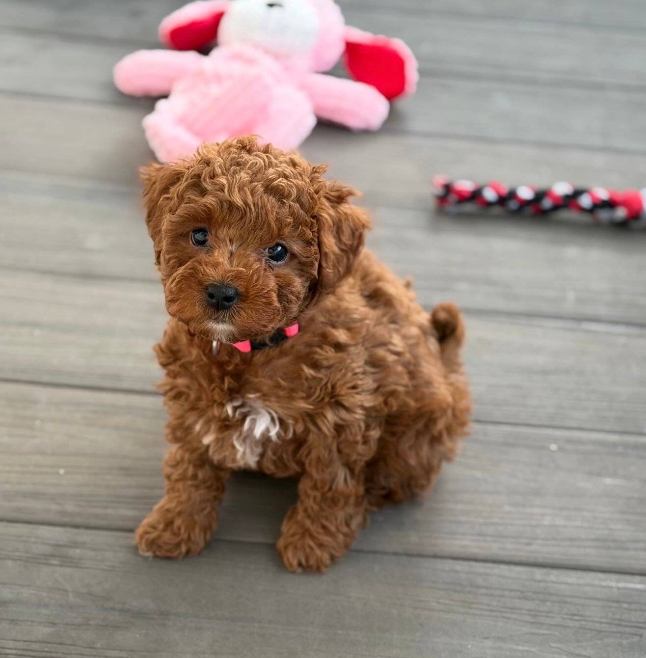 Puppy 007, a Toy Poodle puppy