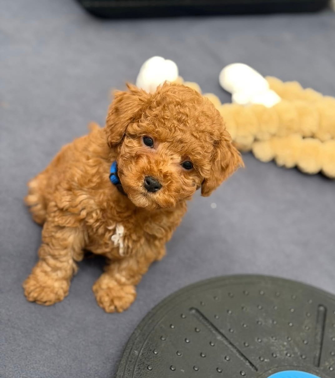 Puppy 008, a Toy Poodle puppy