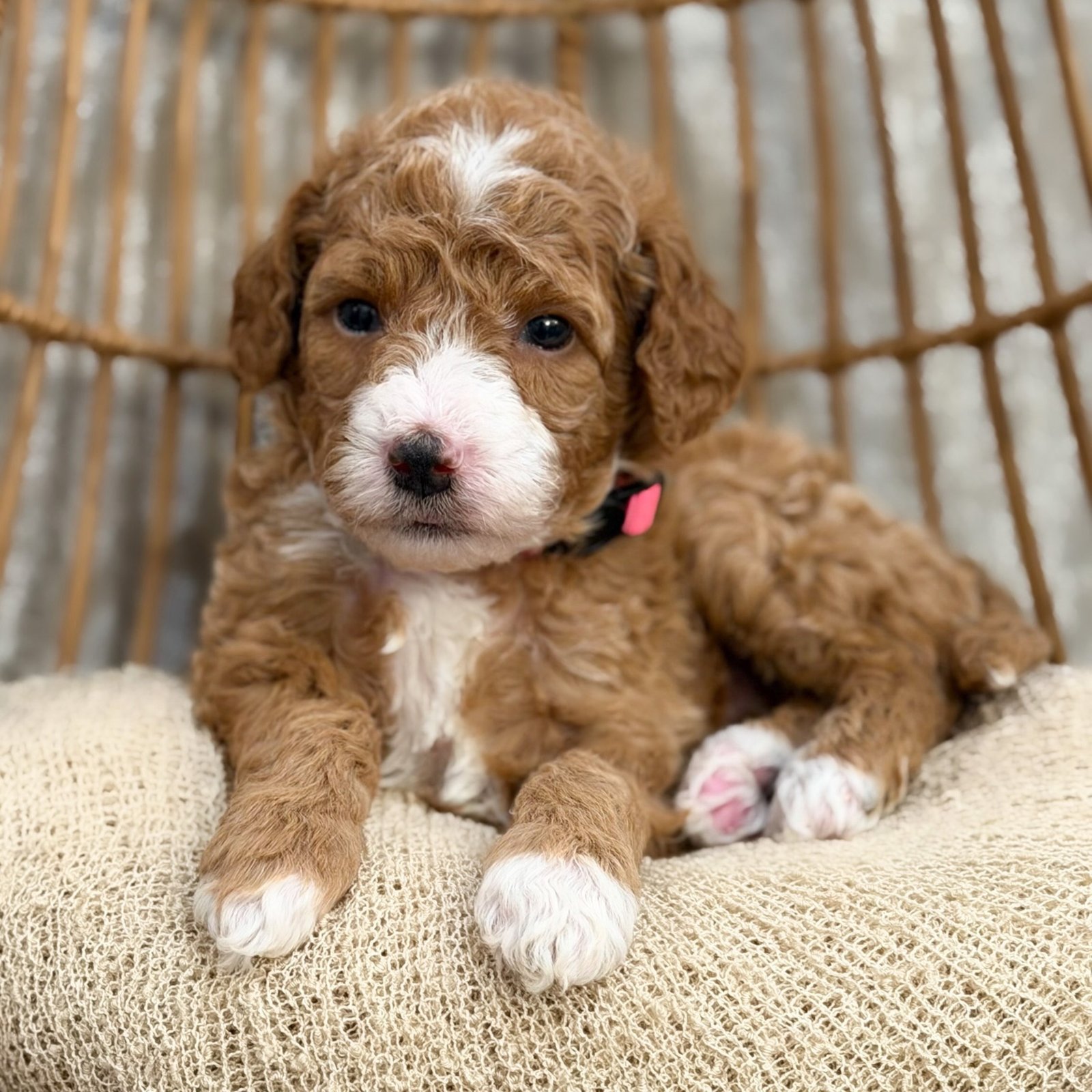 Puppy 009, a Mini Poodle puppy