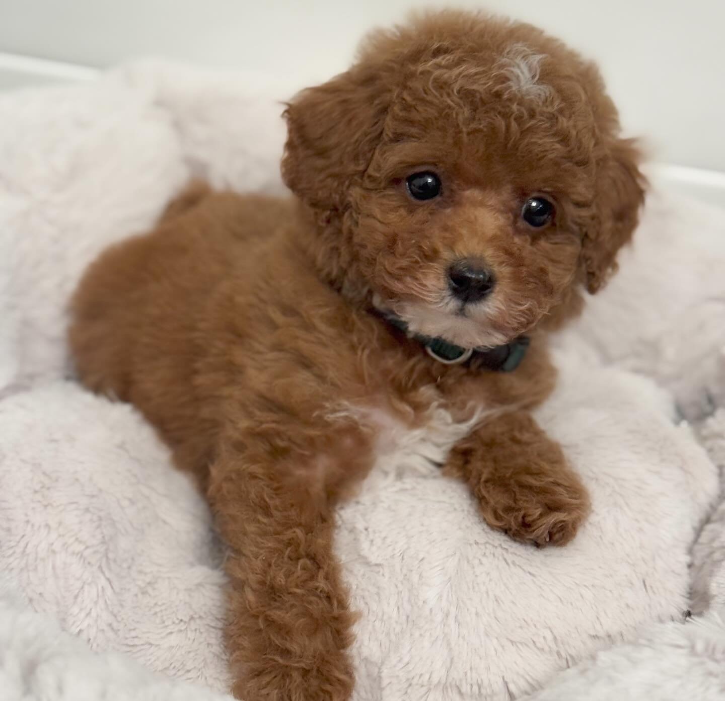 bedford-toypoodle
